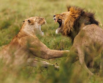 3-Day Maasai Mara Private Safari Experience