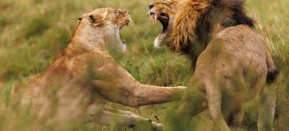 3-Day Maasai Mara Private Safari Experience