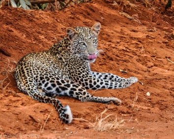 2-Day Mombasa to Tsavo West & Tsavo East Wildlife Safari.