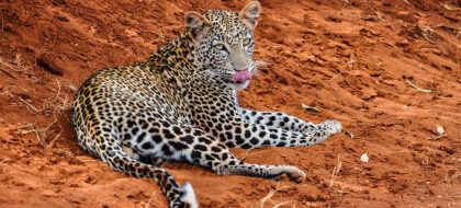 2-Day Mombasa to Tsavo West & Tsavo East Wildlife Safari.