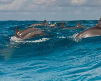 Wasini Dhow Cruise & Dolphin Spotting Tour From Diani