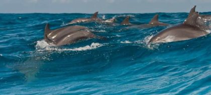 Wasini Dhow Cruise & Dolphin Spotting Tour From Diani