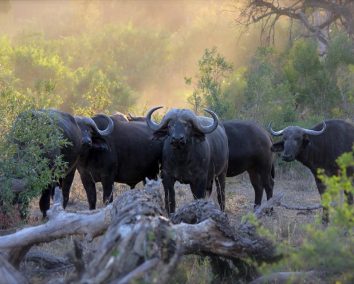 4-Day Nairobi & Aberdare National Park Safari