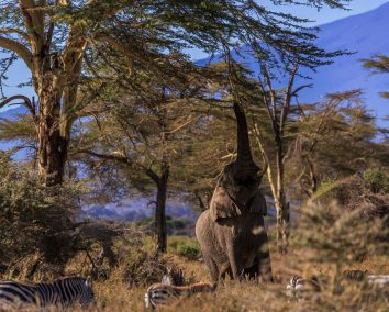 1-Day Amboseli -Mt Kilimanjaro Fly in & Road Safari