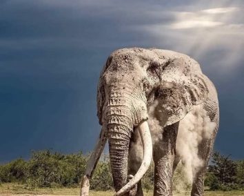 2-Day Amboseli & Mt Kilimanjaro from Diani Fly-In Safari