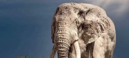 2-Day Amboseli & Mt Kilimanjaro from Diani Fly-In Safari