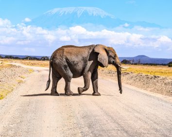 3-Days Amboseli, Tsavo West & East Wildlife Safari from Diani