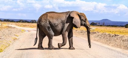 3-Days Amboseli, Tsavo West & East Wildlife Safari from Diani