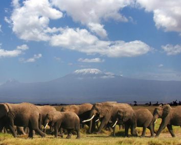 2-Day Diani to Amboseli Fly-In Safari
