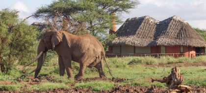 2-Day Amboseli Safari