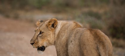 4-Day Nairobi & Maasai Mara Safari