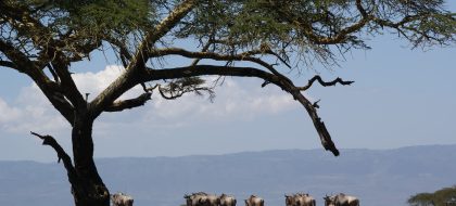 6-Day Kenya Safari