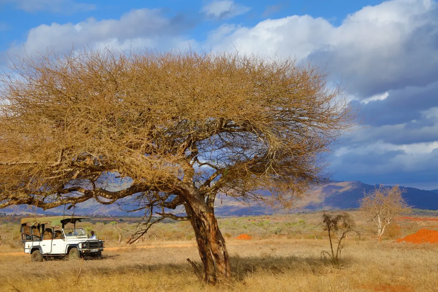 Sarova Salt Lick Game Drive Tsavo West National Park