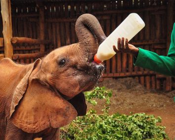 Nairobi National Park & Elephant Orphanage Tour