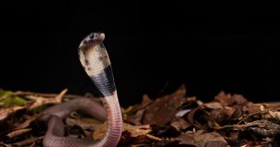 Visit Watamu Bio-Ken Snake Park