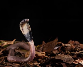 Visit Watamu Bio-Ken Snake Park