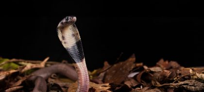 Visit Watamu Bio-Ken Snake Park