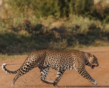 1-Day Nairobi Safari and City Experience