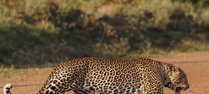 1-Day Nairobi Safari and City Experience