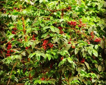 Nairobi Coffee Farm Tour