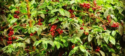 Nairobi Coffee Farm Tour