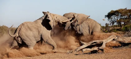 6-Day Amboseli, Lake Naivasha & Maasai Mara Safari