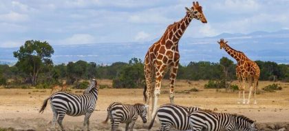2-Day Ol Pejeta Conservancy Safari