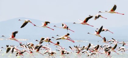 4-Day Lake Nakuru & Maasai Mara Safari