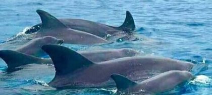 Kizimkazi Dolphin Tour