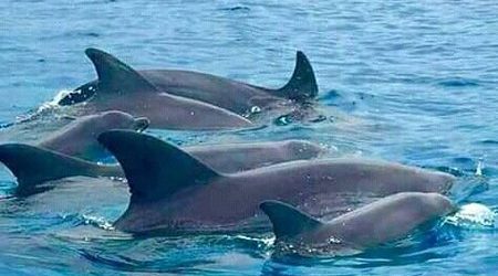 Kizimkazi Dolphin Tour