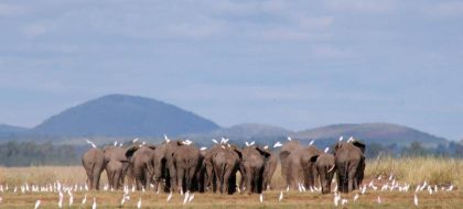 3-Day Amboseli & Tsavo East Safari from Diani