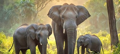 1 Day Shimba Hills Wildlife Safari – From Diani