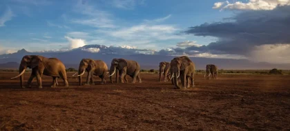 3-Day Amboseli Safari From Mombasa