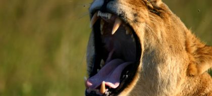 21-Day Kenya Safari