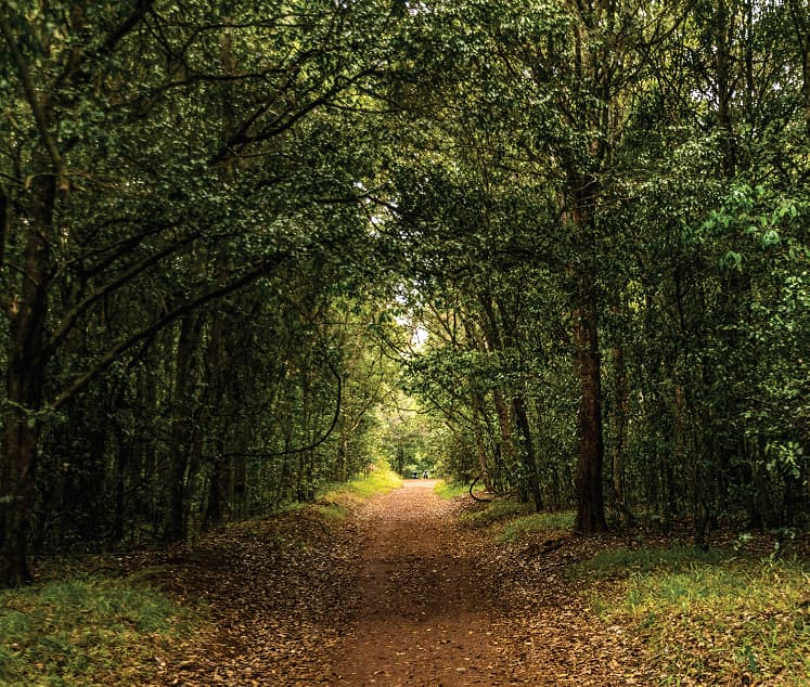Chasing Peace at Karura Forest