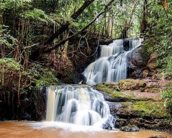 Nairobi Urban Forest Tour – The Karura Forest.