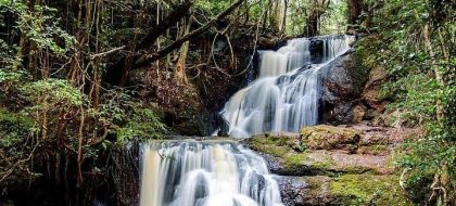 Nairobi Urban Forest Tour – The Karura Forest.