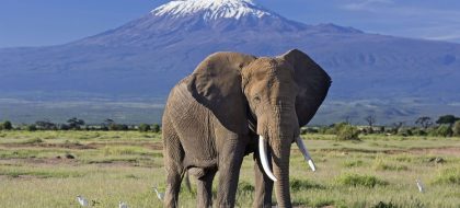 3-Day Amboseli Joining Safari