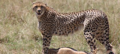 3-Day Maasai Mara Private Safari