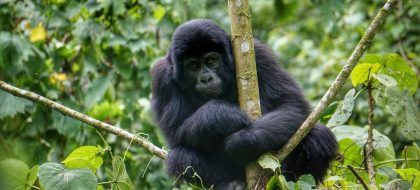 4-Day Rwanda Gorilla Safari
