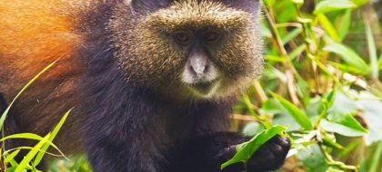 8-Day Rwanda Adventure Safari