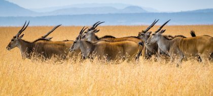 7-Day Adventure Safari in Kenya