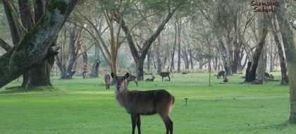 4-Day Naivasha & Maasai Mara Safari