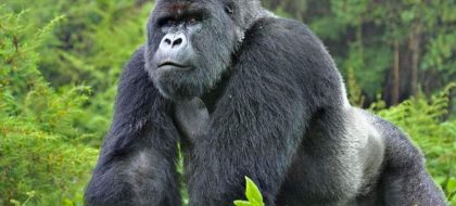 3-Day Rwanda Gorilla Safari