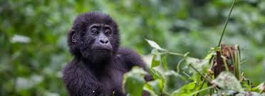 4 Day Uganda Gorilla Adventure
