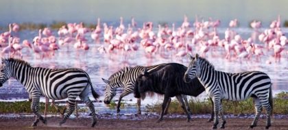 7-Day Kenya Wildlife Safari