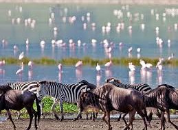 Ngorongoro Day Trip