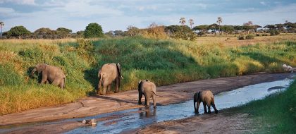 1-Day Tarangire National Park Tour