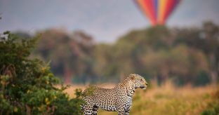Hot Air Balloon Safari Over Maasai Mara