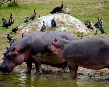 5-Day Uganda Wildlife & Gorilla Safari